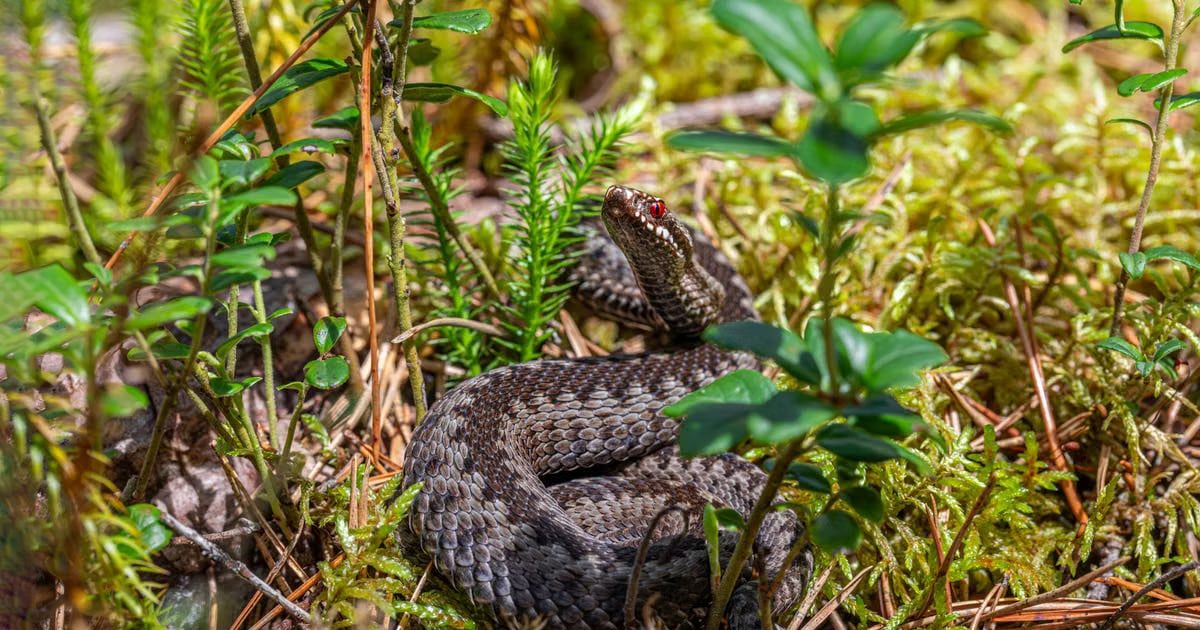 An European adder coiled on the forest floor in Mustjõe, Estonia during summer.