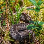An European adder coiled on the forest floor in Mustjõe, Estonia during summer.