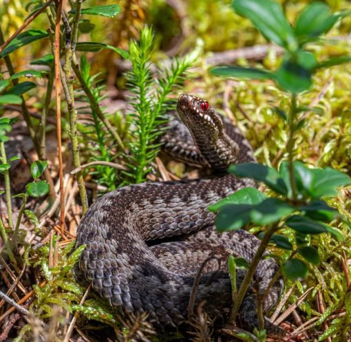 An European adder coiled on the forest floor in Mustjõe, Estonia during summer.