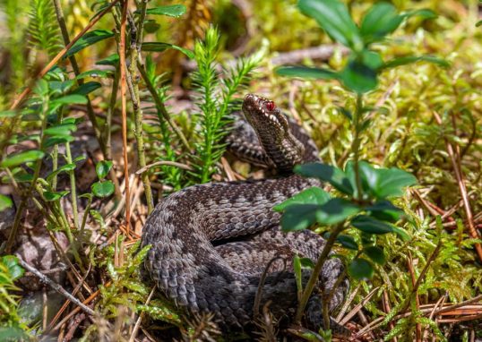 An European adder coiled on the forest floor in Mustjõe, Estonia during summer.