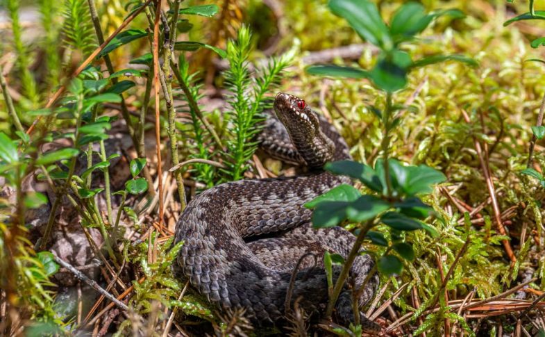 An European adder coiled on the forest floor in Mustjõe, Estonia during summer.